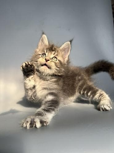 кошка британская: Чистокровные мейн-Куны от элитных родителей и предков с полным пакетом — 3