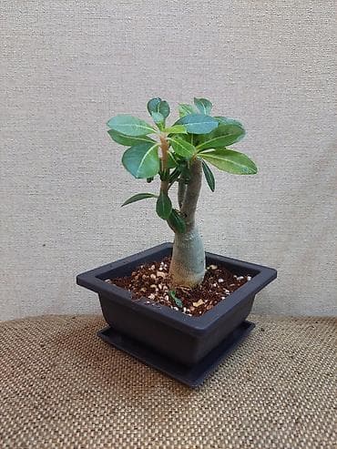 толстянка купить: Аденiums (Adenium obesum) – коллекционные суккуленты с каудексом — 7