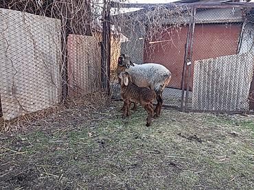 швиц бычки: Продаю | Овца (самка), Ягненок | Арашан | Для разведения | Матка — 2
