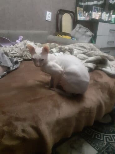 стрижка кошек с выездом на дом: Донской сфинкс, 2 года, Мальчик — 12