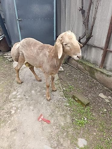 коровы породистые: Продаю | Баран (самец) | Полукровка | Для разведения | Племенные — 3