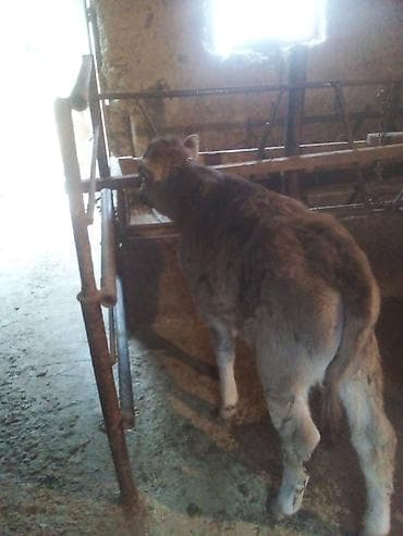 инд: Продаю | Тёлка | Полукровка | На откорм | Искусственник — 6