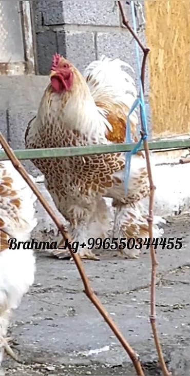 продаю инкубатор: Продаю | Куры, Инкубационные яйца | Брама | Для разведения — 1