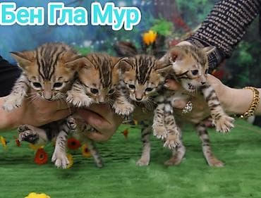 Бенгальская, 2 месяца, Девочка, Приучена к лотку, Проглистована, С документами
