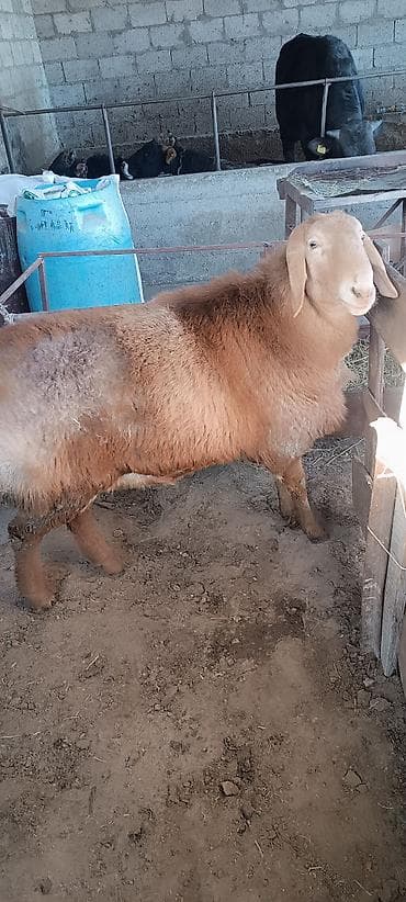 дойный каза: Продаю | Баран (самец) | Для разведения | Осеменитель — 3