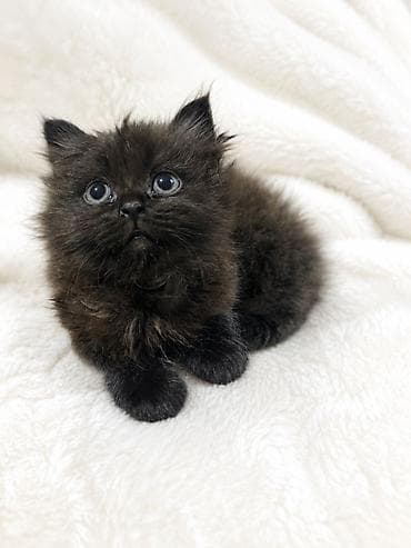 возьму котят: Котята, помёт из трёх малышей: -Родились — 4