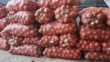 лук овощи: Свежий отборный лук — 3