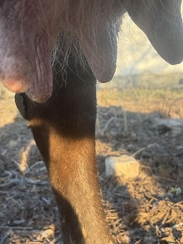 телята 3 месяца: Продаю | Корова (самка) | Для молока | Стельные — 3