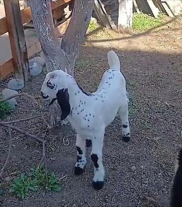 шиншилла цена бишкек: Продаю | Козлёнок | Нубийская — 1