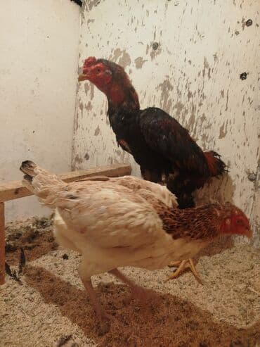 животные в добрые руки: Продоётся — 1