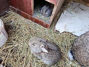 Продаю | Крольчата | Фландр | Для разведения