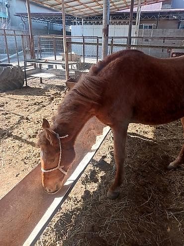 лошади кок бору: Продаю | Кобыла (самка) | Рабочий — 4