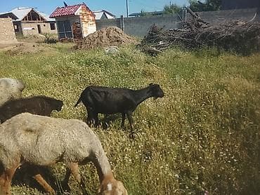 бараны гиссарской породы: Продаю | Овца (самка) | Для разведения — 1