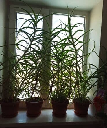 Продаëтся алоэ. Возраст растений 9 лет