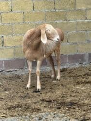 продажа козлов: Продаю | Овца (самка) | Арашан | Для разведения | Матка — 6