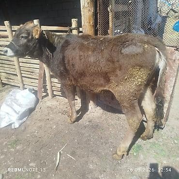 пони лощадь: Продаю | Бык (самец) | На откорм | Привязанные — 5