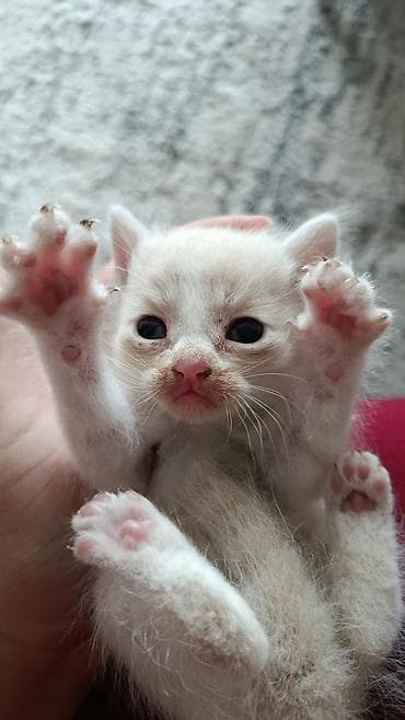 Котёнок 3-4 месяца, отдам в добрые руки бесплатно