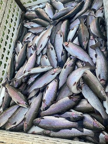 🐟ФОРЕЛЬ ФОРЕЛЬ ФОРЕЛЬ 🐟радужная, непотрошёная, охлаждённая