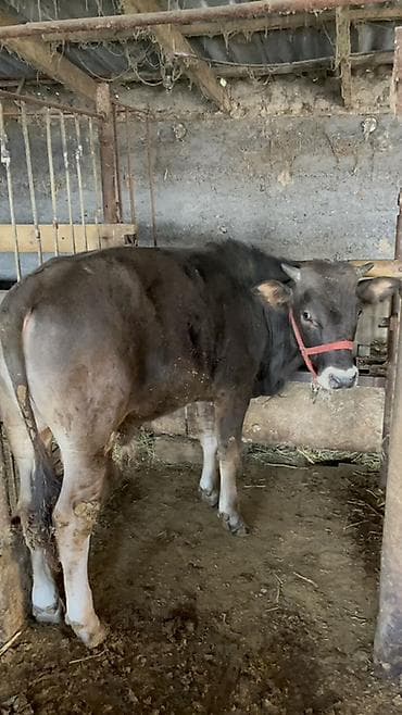 машинки для стрижки животных: Продаю | Бык (самец) | Швицкая | На откорм | Привязанные — 1