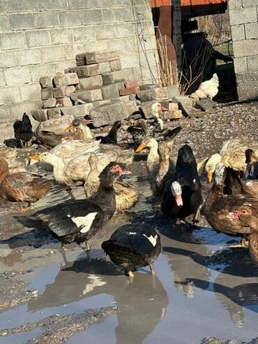 продам инкубатор бу: Утки 50 голов — 1