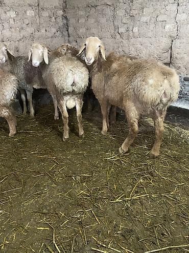 собака жалал абад: Сатам | Кочкор (эркек), Козу | Арашан | Көбөйтүү үчүн, Союуга — 7