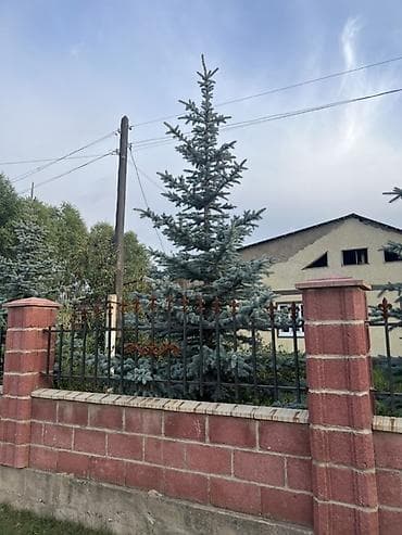 пальмы цена: Ель голубая (Picea pungens Glauca) — взрослые декоративные деревья для — 2