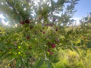 Үйдү ижарага алам: Үй, 80 кв. м, 3 бөлмө, Менчик ээси, Косметикалык оңдоо — 13
