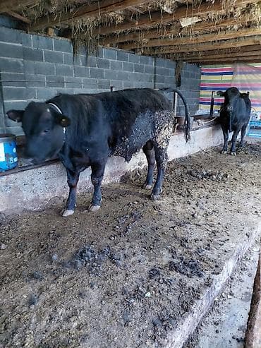 силос камбайн: Продаю | Бык (самец) | Абердин-ангус | На откорм | Привязанные — 5