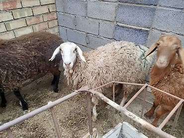 собака корги купить: Продаю | Овца (самка) | Для разведения | Матка — 4