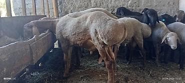 собаки бишкек: Продаю | Баран (самец) | Гиссарская, Полукровка, Арашан | Для разведения | Племенные — 1