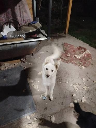 средний низкий: Лайка, 8 месяцев, Самка — 3