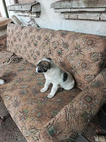 Вязка собак: Собака даром: Дворняжка, 2 месяца, Самка — 6