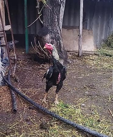 собаки для охраны: Продаю | Петух | Бойцовая | Для разведения — 2