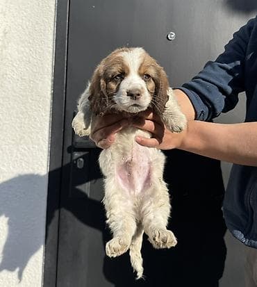 ало тоо: Щенки спаниеля (похожие на бретонского эпаньоля) с рыже-белым окрасом — 5