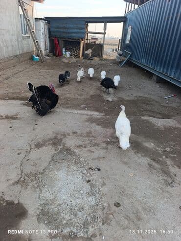 кролики домашние: Индейки и куры разных пород - Домашнее поголовье индюков: черные — 3