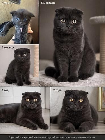 Продаем в хоршие руки Шотландский вислоухий котенок (скоттиш-фолд) — 2