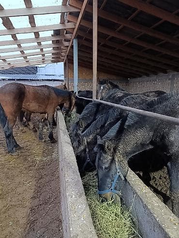 щенки мальтипу: Продаю | Жеребенок | Для разведения | Племенные — 2