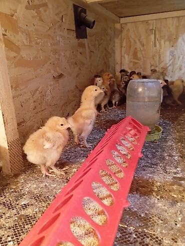 Айыл-чарба жаныбарлары: Сатам | Балапандар | Көбөйтүү үчүн — 2