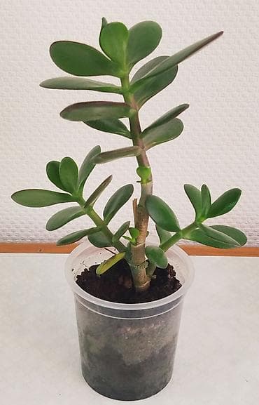 bubble tea: Денежное дерево отросток - 50 и 100 сом. Спатифилум, женское счастье — 1