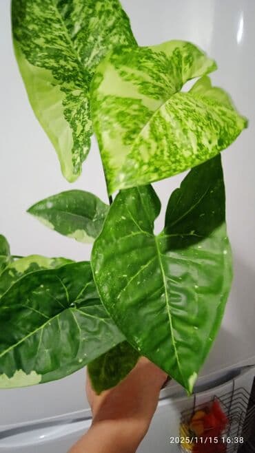 водоросли для аквариума: Комнатные растения — коллеция лиан и ароидных:Сингониумы — 16