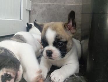 ит атабыз: Бульдог, 1 месяц, Самец — 3