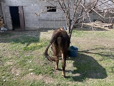 ветеринар каракол: Сатам | Бука (эркек) | Бордоп семиртүү үчүн | Байланган — 4