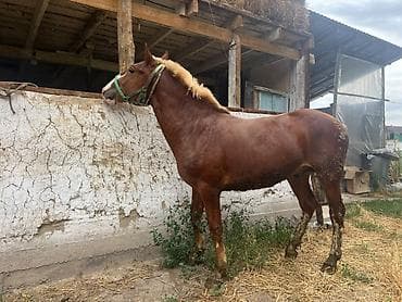 бик 6: Продаю | Конь (самец) | Полукровка — 5