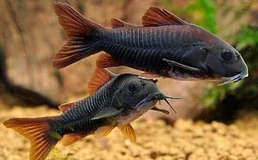 рыба маринка: 🐟 Коридорас Венесуэла Блэк (Corydoras sp. “Venezuela Black”) — 1