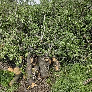 павлония дерево: Дрова — 2