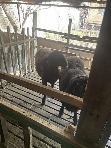 бараны самки: Продаю | Овца (самка) | Для разведения | Племенные — 5