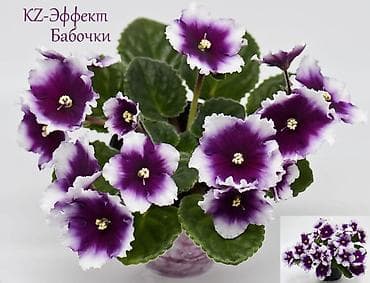 В продаже детки(80-130с) около 200сортов, стартеры, взрослые