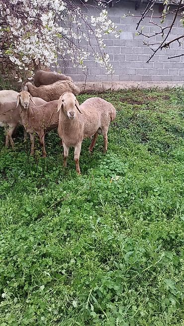 овчарка отдам: Продаю | Баран (самец) | Для разведения | Осеменитель — 2