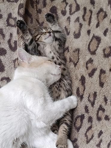 cat sofa: Котята от домашней кошки - Окрас: один белоснежный, два — 2