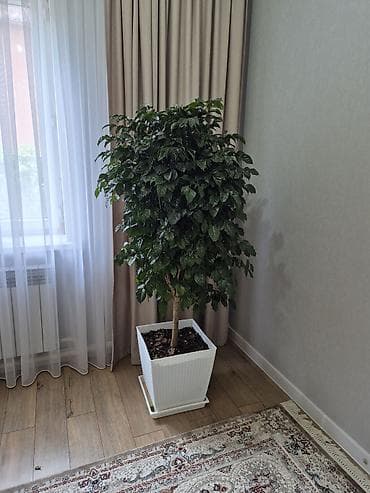 кала: Крупное комнатное дерево в декоративном кашпо - Ваточник/аучуба? Нет — 1